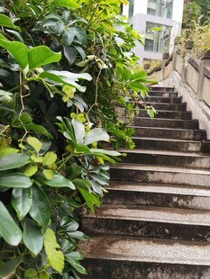 绿植环绕的古朴石阶