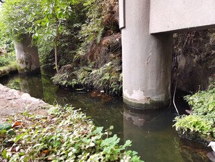 桥下小河边的自然景致