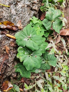 岩石旁生长的翠绿虎耳草