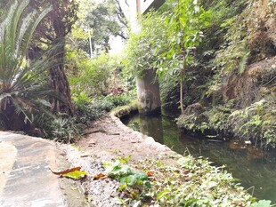 林间溪边的自然景致