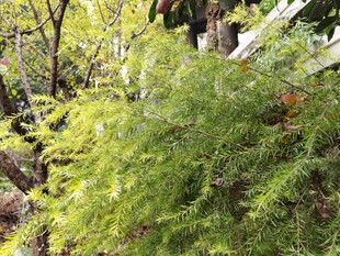 翠绿茂盛的针叶状植物