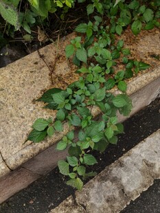 墙边生长的翠绿植物