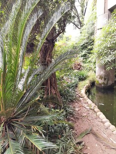 庭院中的绿植小径景观