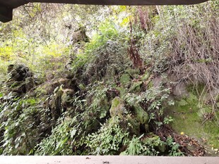 茂密山林中的绿植景观