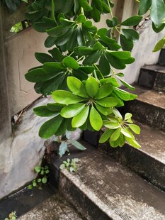 台阶旁的翠绿植物