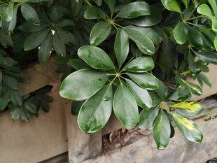 翠绿鹅掌柴植物特写