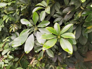 绿叶繁茂的绿植景观