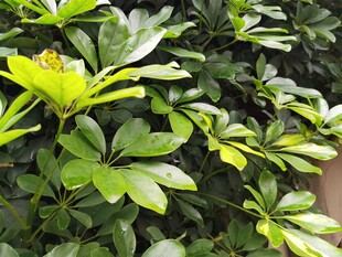 翠绿繁茂的鹅掌柴植株