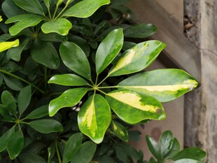 绿叶斑斓的鹅掌柴植物