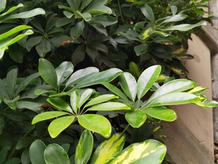 翠绿鹅掌柴植物特写