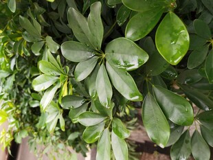 翠绿繁茂的鹅掌柴植物
