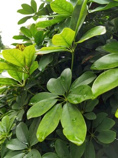 翠绿繁茂的鹅掌柴植物