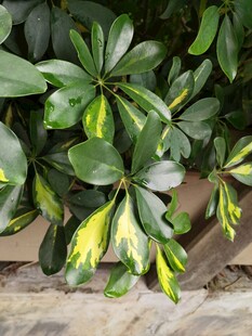 黄绿相间的绿叶植物