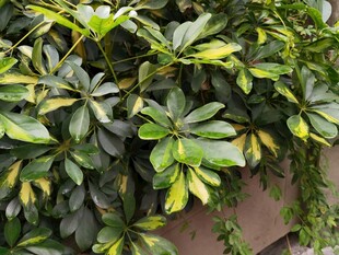 斑叶鹅掌柴植物特写