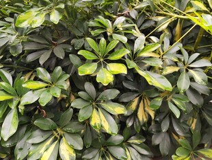 翠绿鹅掌柴叶片特写