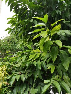 繁茂绿叶植物景观