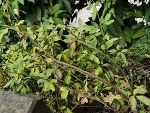 绿叶繁茂的植物景观