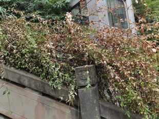 墙边繁茂植物景致