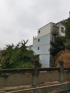 老旧居民楼旁的绿植景观