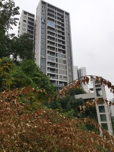 高楼旁的绿植景观