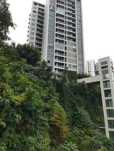 山林间的高层住宅楼