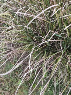 茂密丛生的多彩草