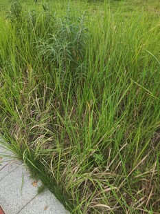 路边茂盛的绿色野草