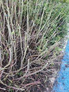 路边生长的绿色灌木丛