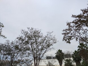 冬日雪景中的树木景观