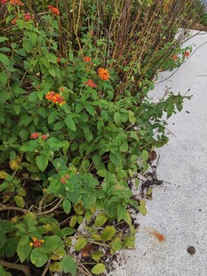 路边绽放的橙红色小花