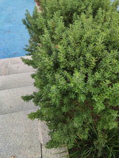 翠绿灌木旁的石阶