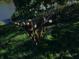 草地上的多彩蘑菇