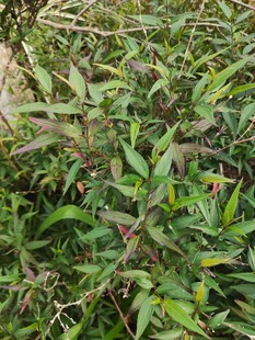 绿叶繁茂的植物景象