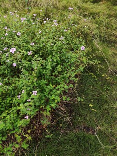 绿叶白花的繁茂植物景观