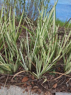 翠绿丛生野草特写