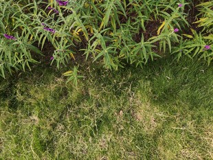 地面绿植细节特写