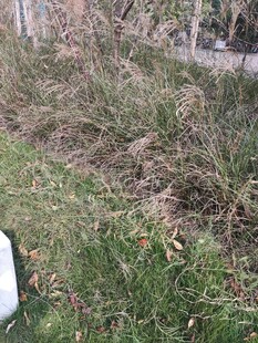 户外草地与杂乱植被景象