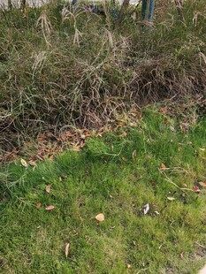 草地与灌木丛景观