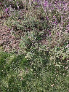 紫色野花与绿草景观