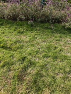 翠绿草地自然清新景致