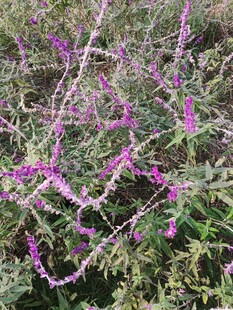 紫色花枝绽放的美丽景象