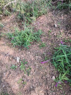 地面上的绿色杂草