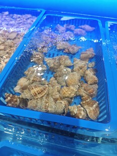 蓝色容器中的美味海鲜