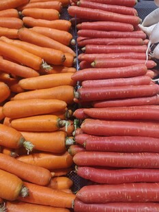 多彩胡萝卜整齐排列展示