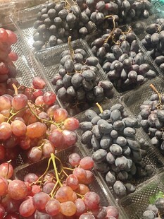 多彩葡萄陈列展示