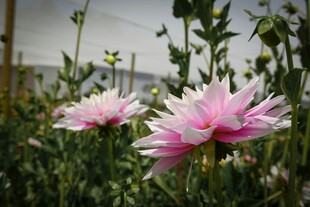 两朵娇艳粉色花朵绽放