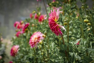 娇艳多姿的绽放花朵