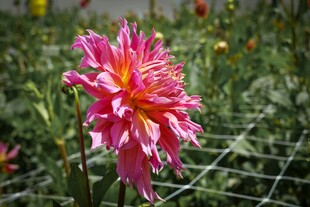 娇艳大丽花绽放于绿野