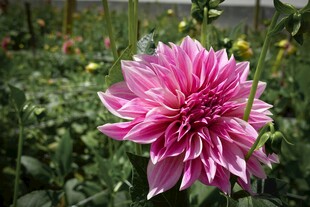 娇艳大丽花绽放于绿野