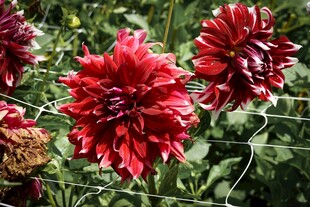 艳丽大丽花绽放